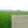 pranata-mangsa